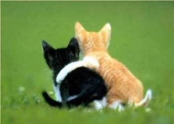 kittyarm.jpg